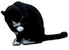 custom by #1383: A pretty tuxedo house cat! Custom for player 1383.