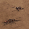 If you live in the city, you're bound to come across these creepy crawlies.