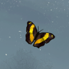 Pretty little butterflies, lurching and fluttering through the air! Pretty little butterflies, lurching and fluttering through the air!