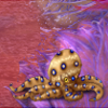 A cute and beautiful little octopus that can change colors to help camouflage itself!