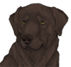 custom by #15089: Mocha the lovable Chocolate Labrador <3