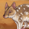 A cute little Australian critter! A cute little Australian critter!