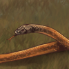 Australia is well known for its large population of snakes, many of them deadly!