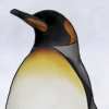 Living on fish from the ocean, these penguins are big and beautiful!