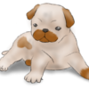 puppy100x100.png1303356306.png