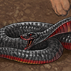 Australia is well known for its large population of snakes, many of them deadly!