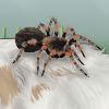 Awww what a creepy crawly, fuzzy friend! Awww what a creepy crawly, fuzzy friend!