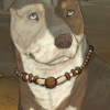 A colorful necklace for your dog! A colorful necklace for your dog!
