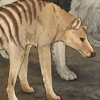 Though extinct, many people still report sightings of this unique creature. It will boost a dog's energy cap from 100 to 150 while equipped!
