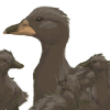 The first duck family companions in the series. +2 Mood every 30 minutes