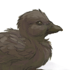 The first duck companion in the series. +2 Mood every 30 minutes