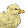 The third duck companion in the series. +2 Mood every 30 minutes
