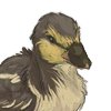 The second duck companion in the series. +2 Mood every 30 minutes