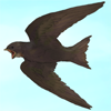 A lonely flock of swifts. +2 Health every 30 minutes