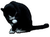 custom by #1383: A pretty tuxedo house cat! Custom for player 1383. custom by #1383: A pretty tuxedo house cat! Custom for player 1383.