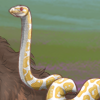 This snake has no melanin, leaving behind white and yellow where brown and black would be. This snake has no melanin, leaving behind white and yellow where brown and black would be.