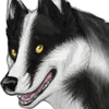 custom by #8598: A badger-esque dye for Siberian Huskies of the straight-tailed variety! How neat!