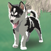 custom by #8239: Siberian Husky Puppy