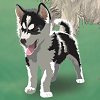 custom by #8239: Siberian Husky Puppy custom by #8239: Siberian Husky Puppy