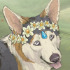 custom by #93: A floral crown for your Pembroke corgi, made from jonquil blossoms and featuring a single aquamarine teardrop.<br /> <br /> Made by Ehm (#93).