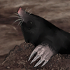 Looks like your dog has dug a hole for his mole! Looks like your dog has dug a hole for his mole!