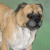 custom by #15089: Tucker the pudgy, lovable pug/chihuahua mix <3