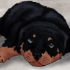 custom by #5907: A sweet little Rott`n Rottweiler puppy!