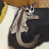 These cute little creatures can be found gliding from tree to tree in Australia, and are even often kept as pets! These cute little creatures can be found gliding from tree to tree in Australia, and are even often kept as pets!