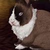custom by #37: Alex is a Siamese Sable Vienna-marked, purebred Netherland Dwarf buck that I own. He\'s about three to four years old, a total stud.