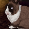custom by #37: Alex is a Siamese Sable Vienna-marked, purebred Netherland Dwarf buck that I own. He\'s about three to four years old, a total stud. custom by #37: Alex is a Siamese Sable Vienna-marked, purebred Netherland Dwarf buck that I own. He\'s about three to four years old, a total stud.