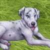 This cute puppy protects your dog from having any accidents. This cute puppy protects your dog from having any accidents.