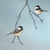 Small chirps and carefree songs rise from these little friends.