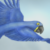 A true blue fair-weather friend. A true blue fair-weather friend.