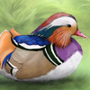 A beautiful duck follows your dog home.