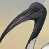This graceful bird was considered sacred to the anicent Egyptians and often raised for sacrificial purposes, and their bodies mummified. Thankfully, this one has nothing to fear! This graceful bird was considered sacred to the anicent Egyptians and often raised for sacrificial purposes, and their bodies mummified. Thankfully, this one has nothing to fear!