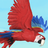 A beautiful red macaw.