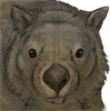 Custom wombat companion.