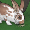 This docile barnyard bunny makes your dog really happy! (+5 Mood every 30 minutes)