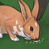This docile barnyard bunny makes your dog really happy! (+5 Mood every 30 minutes)