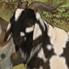 This adorable goat seems to have energy to spare! (+3 energy every 30 minutes)