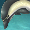 Their intelligence is rivaled only by that of humans, incredibly smart and social animals who have even been known to save and assist struggling people out at sea! This dolphin is so nice that it's going to give you +2 training sessions every day!