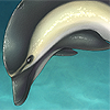 Their intelligence is rivaled only by that of humans, incredibly smart and social animals who have even been known to save and assist struggling people out at sea! This dolphin is so nice that it's going to give you +2 training sessions every day! Their intelligence is rivaled only by that of humans, incredibly smart and social animals who have even been known to save and assist struggling people out at sea! This dolphin is so nice that it's going to give you +2 training sessions every day!