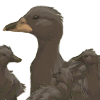 The first duck family companions in the series. +2 Mood every 30 minutes The first duck family companions in the series. +2 Mood every 30 minutes