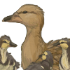 The second duck family companions in the series. +2 Mood every 30 minutes