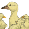 The third duck family companions in the series. +2 Mood every 30 minutes