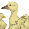 The third duck family companions in the series. +2 Mood every 30 minutes The third duck family companions in the series. +2 Mood every 30 minutes