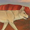 One of the most recognizable animals of Australia, this dingo will guarantee the gender of future generations! Equipped to a female before breeding and during pregnancy, female pups will be born; equipped to the father, male pups will be born!