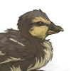 The second duck companion in the series. +2 Mood every 30 minutes