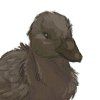 The first duck companion in the series. +2 Mood every 30 minutes