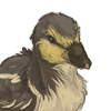 The second duck companion in the series. +2 Mood every 30 minutes The second duck companion in the series. +2 Mood every 30 minutes